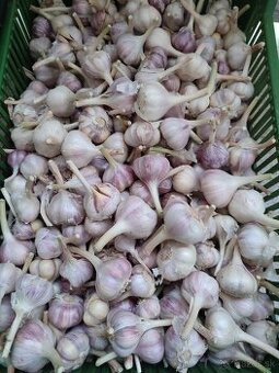 Domáci cesnak - 1