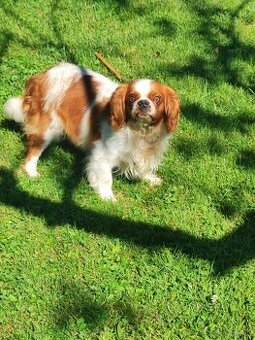 Cavalier