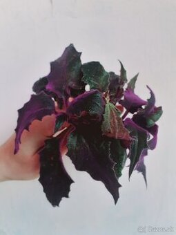 Gynura popínavá - zakorenené odrezky