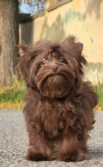 Yorkshire terrier-choco