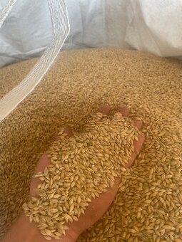 Jačmeň jarný, pšenica ozimná