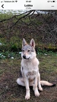 československý vlčiak