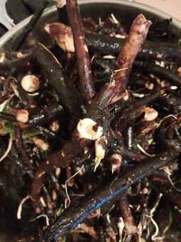 Predam cerstvy kostihoj lekarsky