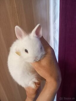 Hermelin modrooky,posledne dve mladatka