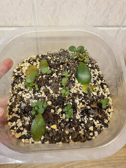 tučnolisty mlade malé