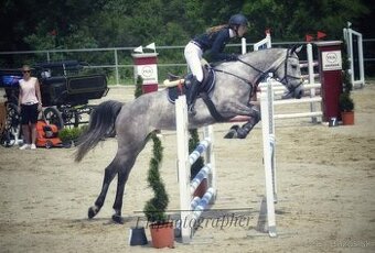 Predám žrebnú kobylu