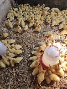 Husokačky, husy, perličky