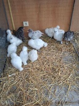 Araukány Ayam cemani Brahmanky Hodvábničky