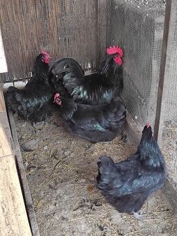 Nasadové vajcia - Australorpky