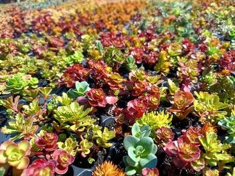 Rozchodniky,sedum,skalnicky,zelená strecha,skalka,suchýmurik