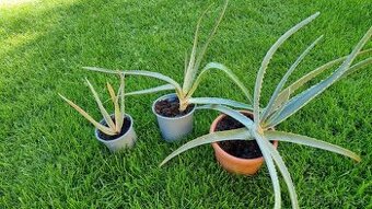 Aloe vera na predaj