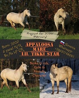 Pregnant Appaloosa mare Tikki