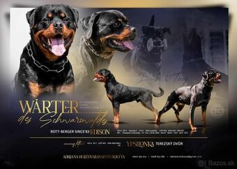 Rotvajler  šteniatka