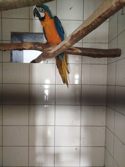 Ara ararauna