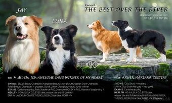 Border Kolia s PP rezervácia šteniatok