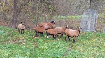 Predám kamerunské barančeky