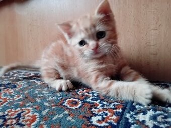 Darujeme mačiatko- hrdzavá mačička