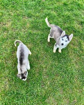 Steniatka sibirsky husky