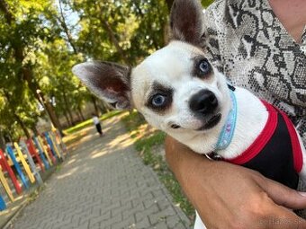 Ponúkam psa na krytie