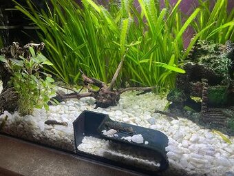 Prísavník obyčajný