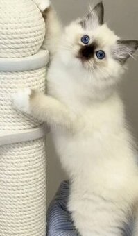 K dispozícii sú mačiatka plemena Ragdoll a Maine Coon