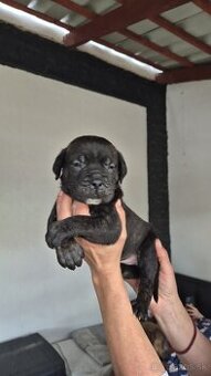 Cane corso s PP