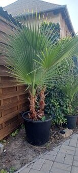 Washingtonia robusta - pálma, pálmy - 1