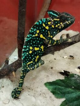 Chameleón