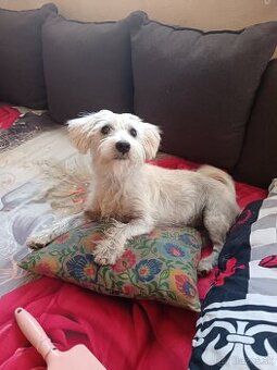 Maltezak