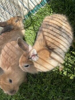 🐰 Predám krásne mláďatá zajacov – priateľské a zdravé 🐰