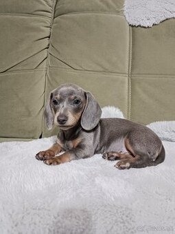 Jazvečík modrý  trpaslici, králici