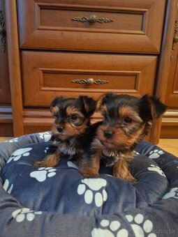 Yorkshirsky terier York