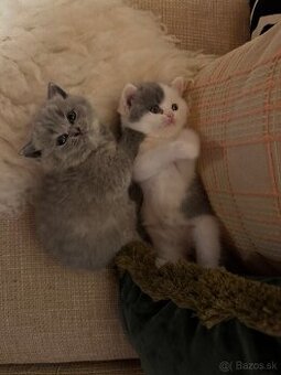 Britské mačiatka s PP