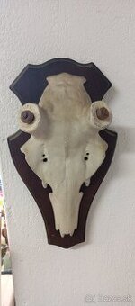 Kovová lebka na jelení shozy,trofej,paroží.