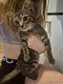 Darujem 4 mesačného kocúrika.