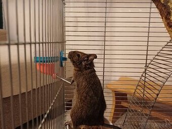 Predám Osmaka Degu aj s príslušenstvom