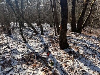 PREDAJ lesný pozemok, Chotár, Nová Baňa, 10 842 m2