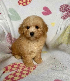 Apricot Maltipoo