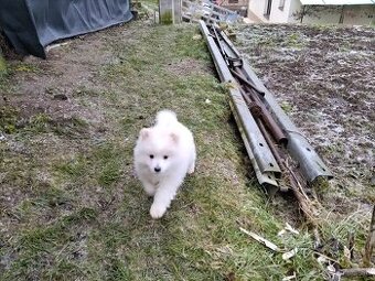 Nemecký špic Biely