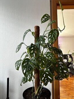 Monstera adansonii