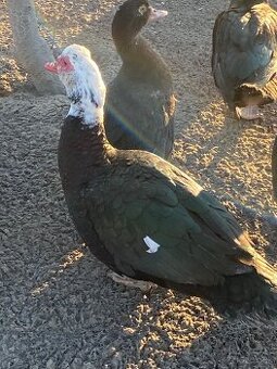 Cinsky kacer do chovu