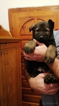 Šteniatko - nemecký ovčiak