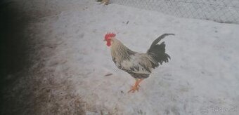 Vlaška striebrokrka