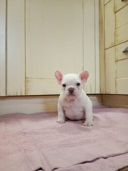 Francúzsky buldoček