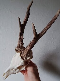 Trofej trofeje parohy parožie zhody...