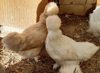 Hodvábnička a Saténky