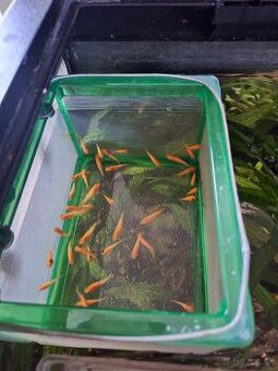 Živorodka ostropyská