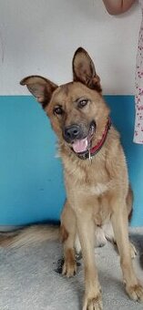 Darujem do dobrých rúk