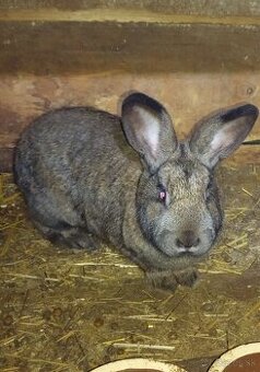 Predám králika na mäso a ďalší chov.