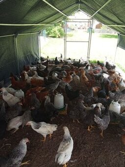 Predám Mládky pred ZNÁŠKOU viac farieb